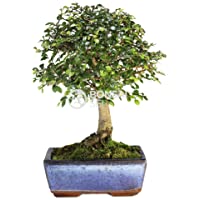 Los mejores  - Bonsai - Olmo chino- 5 Años (Bonsai Sei - Zelkova)